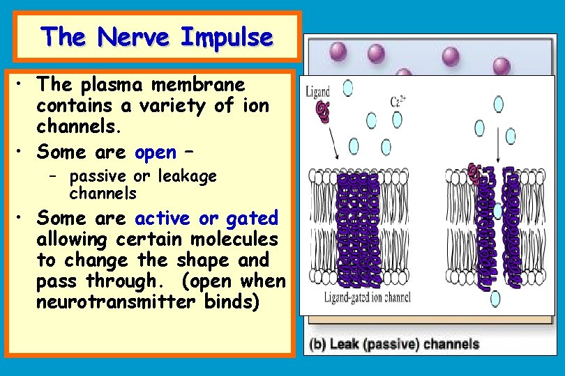 The Nerve Impulse • The plasma membrane contains a variety of ion channels. •