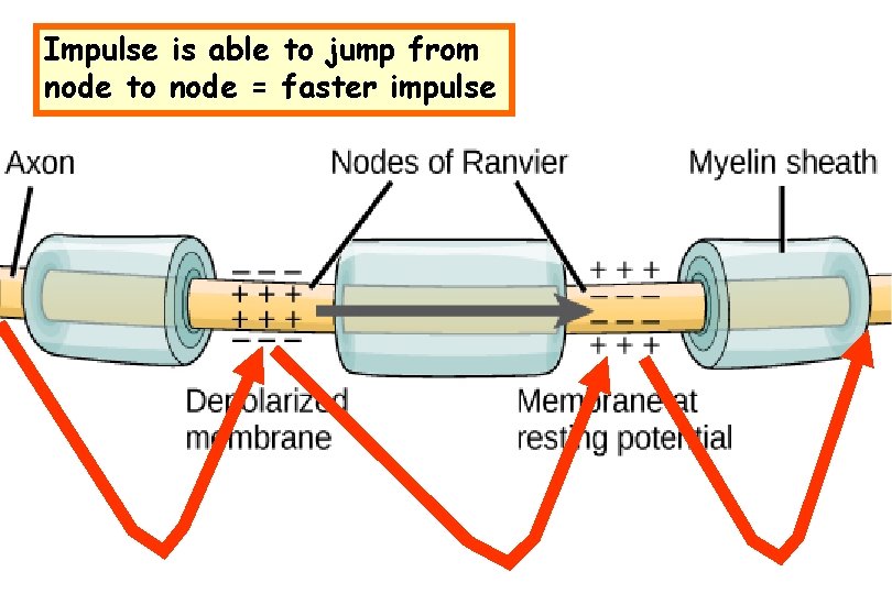 Impulse is able to jump from node to node = faster impulse 