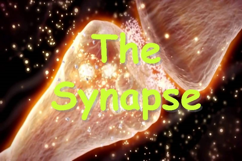 The Synapse 