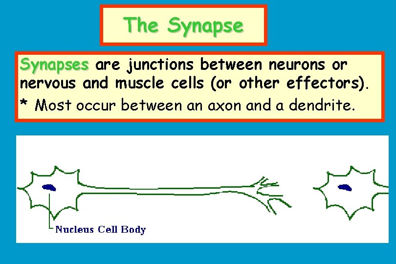 The Synapses are junctions between neurons or nervous and muscle cells (or other effectors).