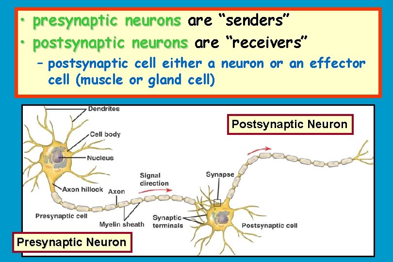  • presynaptic neurons are “senders” • postsynaptic neurons are “receivers” – postsynaptic cell