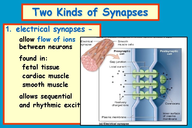 Two Kinds of Synapses 1. electrical synapses allow flow of ions between neurons found