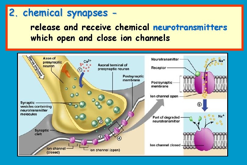 2. chemical synapses release and receive chemical neurotransmitters which open and close ion channels