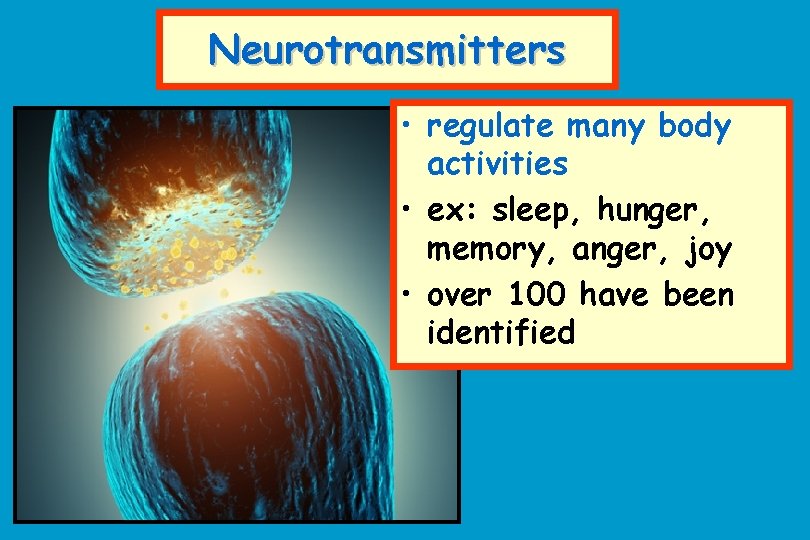 Neurotransmitters • regulate many body activities • ex: sleep, hunger, memory, anger, joy •