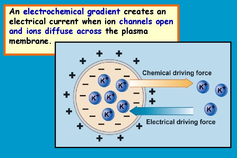 An electrochemical gradient creates an electrical current when ion channels open and ions diffuse