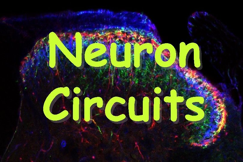 Neuron Circuits 