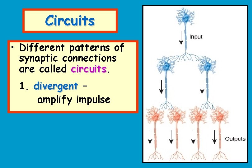 Circuits • Different patterns of synaptic connections are called circuits 1. divergent – amplify