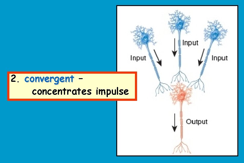 2. convergent – concentrates impulse 