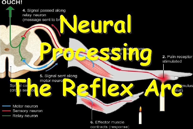 Neural Processing The Reflex Arc 