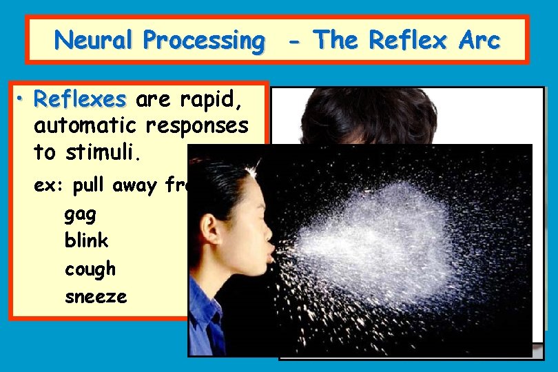 Neural Processing - The Reflex Arc • Reflexes are rapid, automatic responses to stimuli.