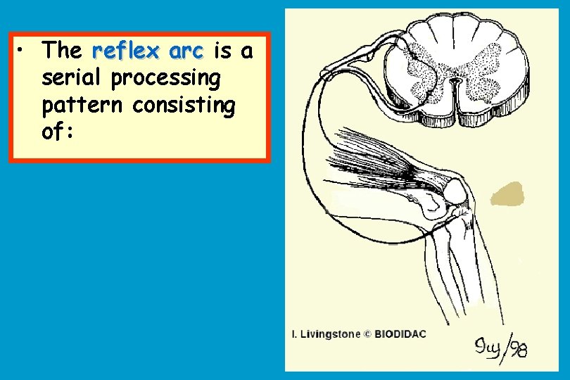 • The reflex arc is a serial processing pattern consisting of: 