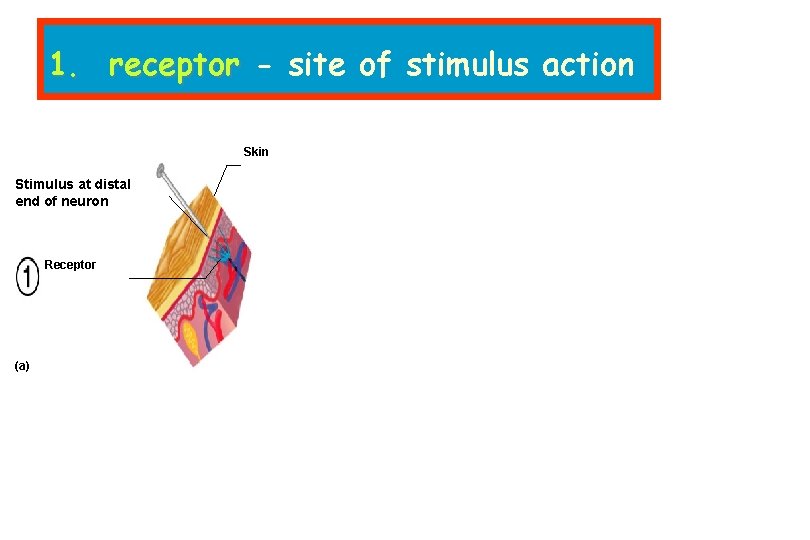 1. receptor - site of stimulus action Skin Stimulus at distal end of neuron
