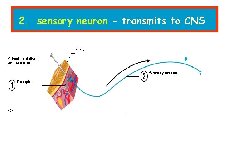 2. sensory neuron - transmits to CNS Skin Stimulus at distal end of neuron
