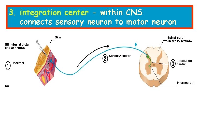 3. integration center - within CNS connects sensory neuron to motor neuron Skin Spinal