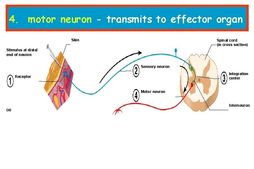 4. motor neuron - transmits to effector organ Skin Spinal cord (in cross section)