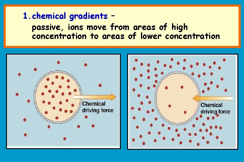 1. chemical gradients – passive, ions move from areas of high concentration to areas