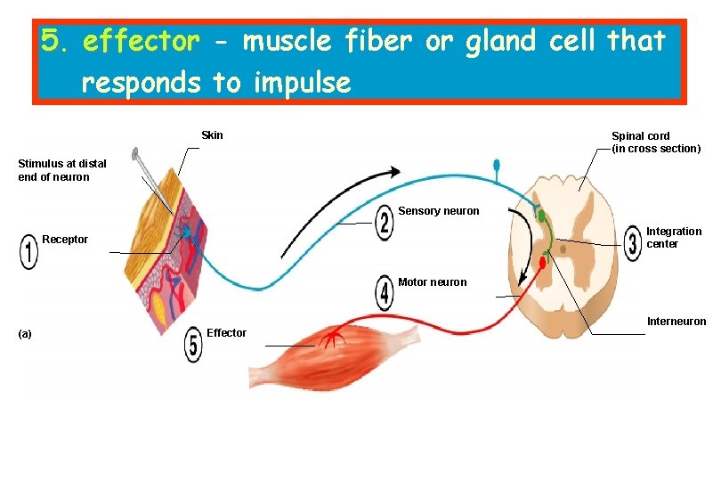 5. effector - muscle fiber or gland cell that responds to impulse Skin Spinal