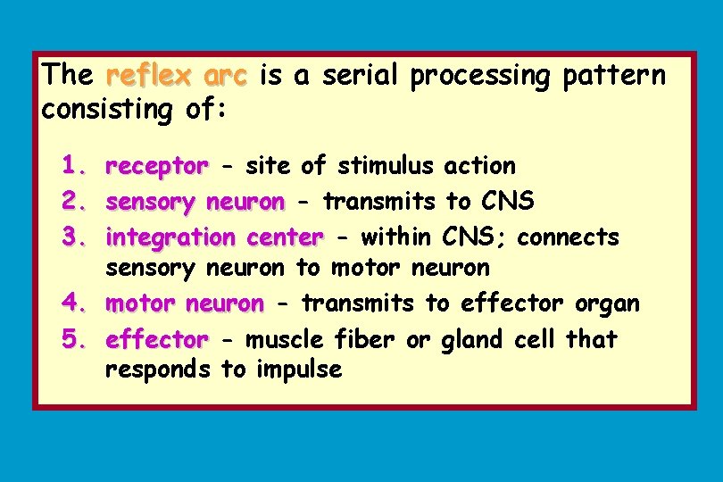 The reflex arc is a serial processing pattern consisting of: 1. receptor - site