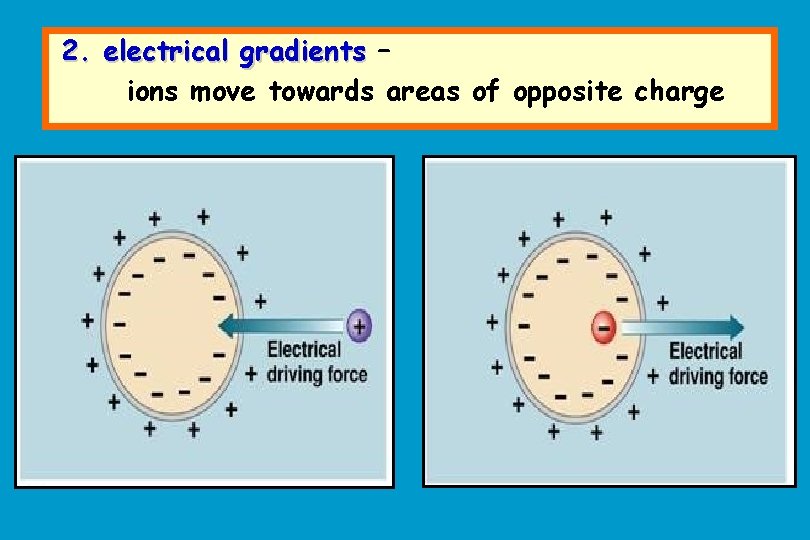 2. electrical gradients – ions move towards areas of opposite charge 
