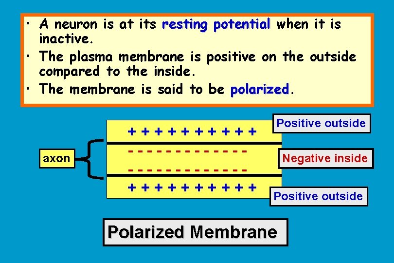  • A neuron is at its resting potential when it is inactive. •