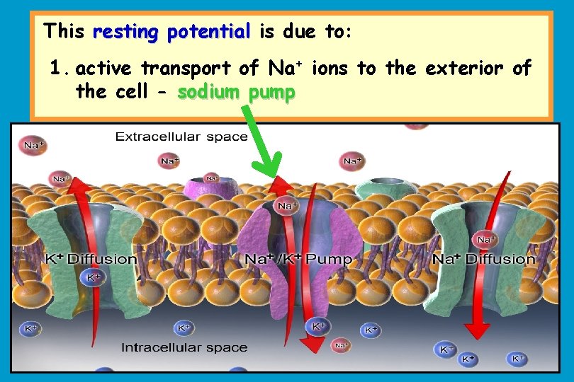 This resting potential is due to: 1. active transport of Na+ ions to the