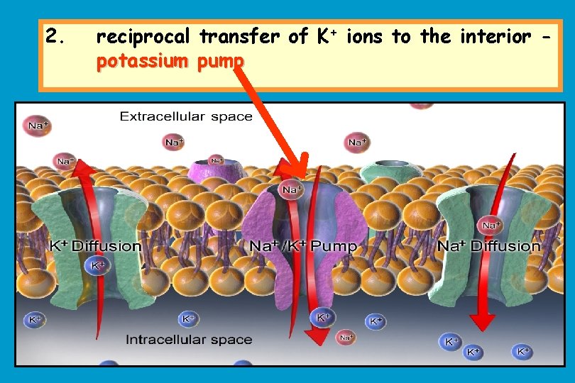 2. reciprocal transfer of K+ ions to the interior potassium pump 