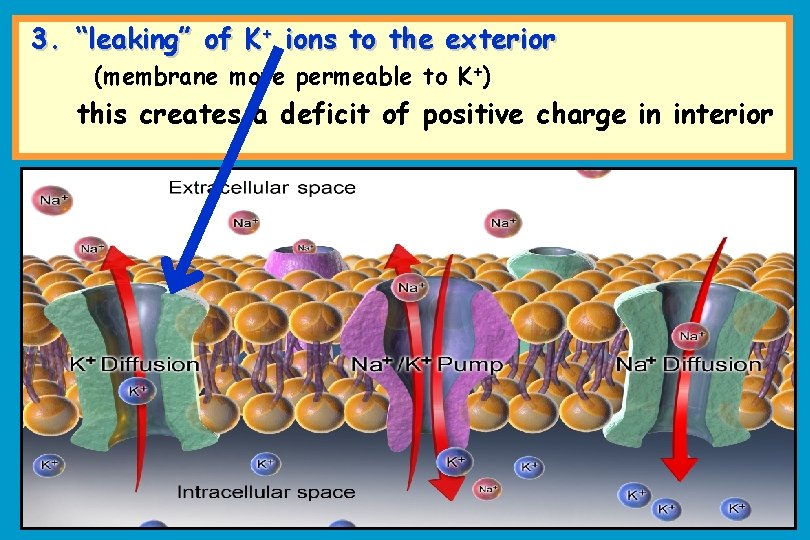 3. “leaking” of K+ ions to the exterior (membrane more permeable to K+) this