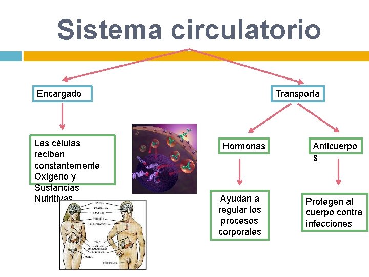 Sistema circulatorio Encargado Las células reciban constantemente Oxigeno y Sustancias Nutritivas Transporta Hormonas Ayudan