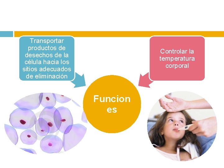 Transportar productos de desechos de la célula hacia los sitios adecuados de eliminación Controlar