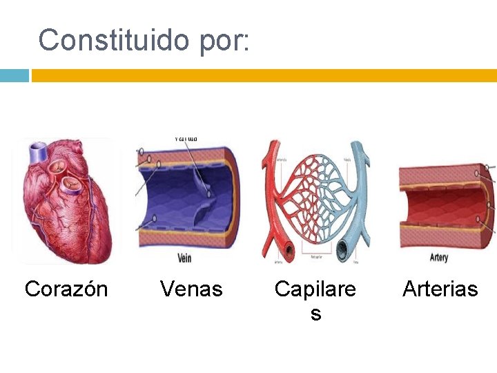 Constituido por: Corazón Venas Capilare s Arterias 