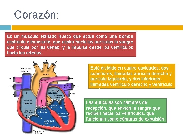 Corazón: Es un músculo estriado hueco que actúa como una bomba aspirante e impelente,