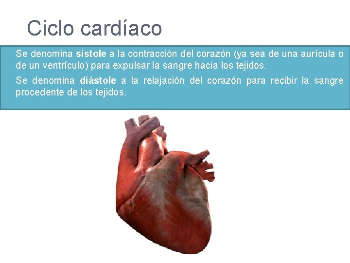 Ciclo cardíaco Se denomina sístole a la contracción del corazón (ya sea de una