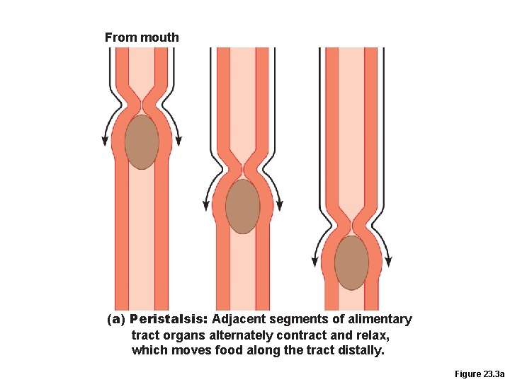 From mouth (a) Peristalsis: Adjacent segments of alimentary tract organs alternately contract and relax, From mouth (a) Peristalsis: Adjacent segments of alimentary tract organs alternately contract and relax,