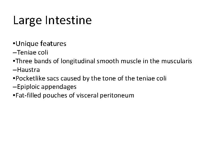 Large Intestine • Unique features –Teniae coli • Three bands of longitudinal smooth muscle Large Intestine • Unique features –Teniae coli • Three bands of longitudinal smooth muscle