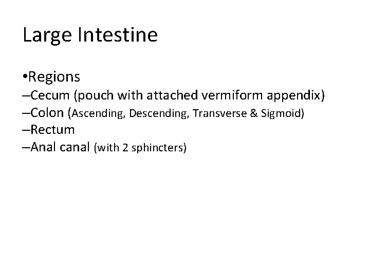 Large Intestine • Regions –Cecum (pouch with attached vermiform appendix) –Colon (Ascending, Descending, Transverse Large Intestine • Regions –Cecum (pouch with attached vermiform appendix) –Colon (Ascending, Descending, Transverse