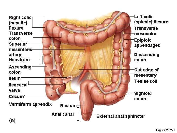 Left colic (splenic) flexure Transverse mesocolon Epiploic appendages Right colic (hepatic) flexure Transverse colon Left colic (splenic) flexure Transverse mesocolon Epiploic appendages Right colic (hepatic) flexure Transverse colon