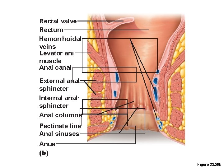 Rectal valve Rectum Hemorrhoidal veins Levator ani muscle Anal canal External anal sphincter Internal Rectal valve Rectum Hemorrhoidal veins Levator ani muscle Anal canal External anal sphincter Internal