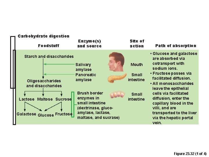 Carbohydrate digestion Foodstuff Enzyme(s) and source Site of action Starch and disaccharides Oligosaccharides and Carbohydrate digestion Foodstuff Enzyme(s) and source Site of action Starch and disaccharides Oligosaccharides and