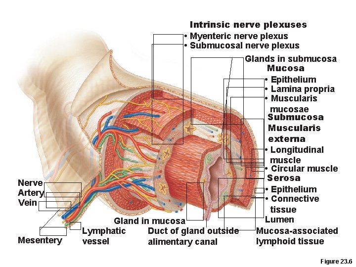 Intrinsic nerve plexuses • Myenteric nerve plexus • Submucosal nerve plexus Nerve Artery Vein Intrinsic nerve plexuses • Myenteric nerve plexus • Submucosal nerve plexus Nerve Artery Vein