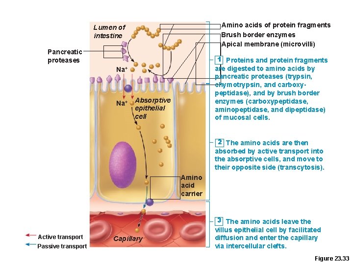 Amino acids of protein fragments Brush border enzymes Apical membrane (microvilli) Lumen of intestine Amino acids of protein fragments Brush border enzymes Apical membrane (microvilli) Lumen of intestine