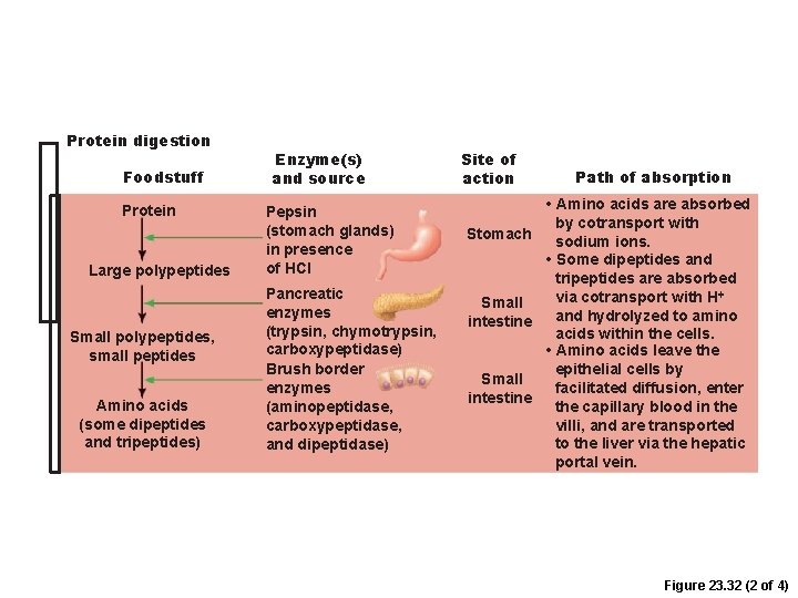 Protein digestion Foodstuff Protein Large polypeptides Small polypeptides, small peptides Amino acids (some dipeptides Protein digestion Foodstuff Protein Large polypeptides Small polypeptides, small peptides Amino acids (some dipeptides