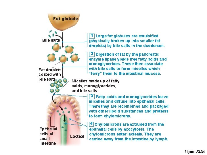 Fat globule 1 Large fat globules are emulsified (physically broken up into smaller fat Fat globule 1 Large fat globules are emulsified (physically broken up into smaller fat