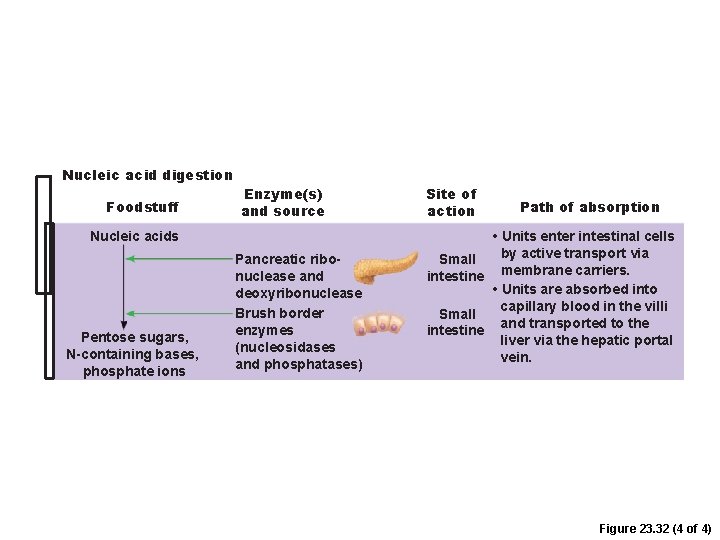 Nucleic acid digestion Foodstuff Enzyme(s) and source Nucleic acids Pentose sugars, N-containing bases, phosphate Nucleic acid digestion Foodstuff Enzyme(s) and source Nucleic acids Pentose sugars, N-containing bases, phosphate