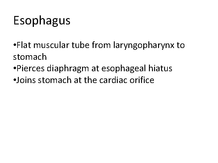 Esophagus • Flat muscular tube from laryngopharynx to stomach • Pierces diaphragm at esophageal Esophagus • Flat muscular tube from laryngopharynx to stomach • Pierces diaphragm at esophageal