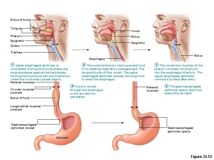 Bolus of food Tongue Uvula Pharynx Bolus Epiglottis Glottis Trachea Bolus Esophagus 1 Upper Bolus of food Tongue Uvula Pharynx Bolus Epiglottis Glottis Trachea Bolus Esophagus 1 Upper