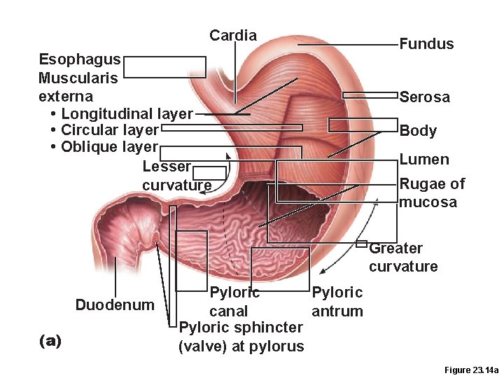Cardia Esophagus Muscularis externa • Longitudinal layer • Circular layer • Oblique layer Lesser Cardia Esophagus Muscularis externa • Longitudinal layer • Circular layer • Oblique layer Lesser