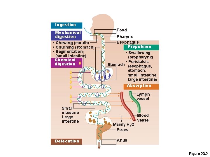 Ingestion Mechanical digestion • Chewing (mouth) • Churning (stomach) • Segmentation (small intestine) Chemical Ingestion Mechanical digestion • Chewing (mouth) • Churning (stomach) • Segmentation (small intestine) Chemical