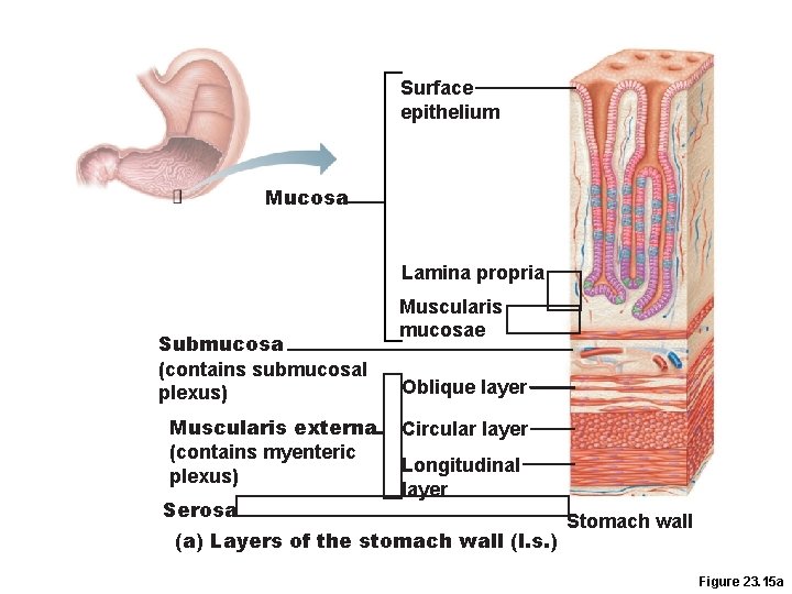 Surface epithelium Mucosa Lamina propria Submucosa (contains submucosal plexus) Muscularis externa (contains myenteric plexus) Surface epithelium Mucosa Lamina propria Submucosa (contains submucosal plexus) Muscularis externa (contains myenteric plexus)