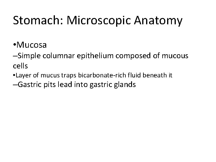 Stomach: Microscopic Anatomy • Mucosa –Simple columnar epithelium composed of mucous cells • Layer Stomach: Microscopic Anatomy • Mucosa –Simple columnar epithelium composed of mucous cells • Layer