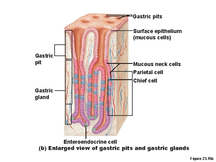 Gastric pits Surface epithelium (mucous cells) Gastric pit Mucous neck cells Parietal cell Chief Gastric pits Surface epithelium (mucous cells) Gastric pit Mucous neck cells Parietal cell Chief